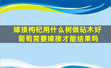 嫁接枸杞用什么树做砧木好 葡萄需要嫁接才能结果吗